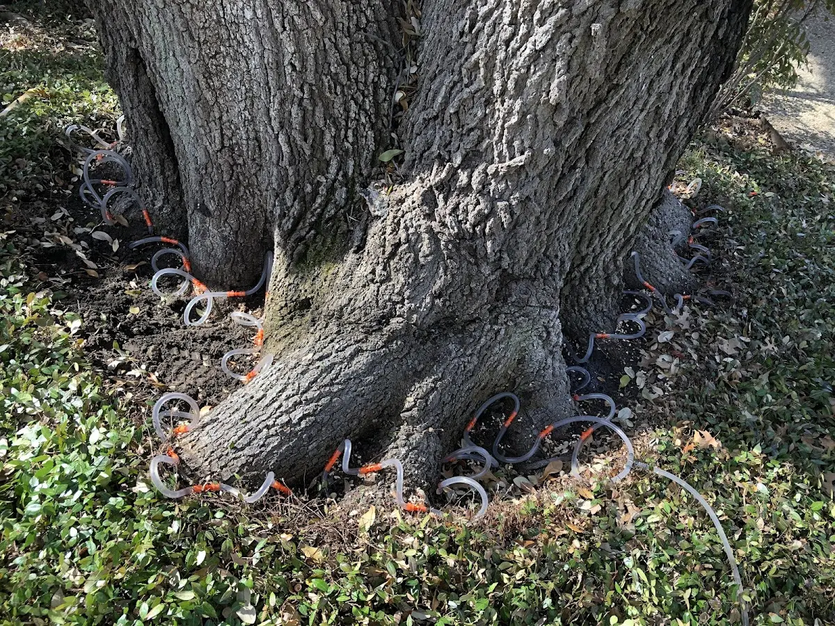 Detailed Tree Cabling and Bracing job site in Whitesville
